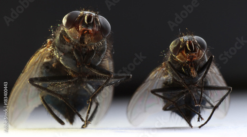 Мухи занимаются йогой