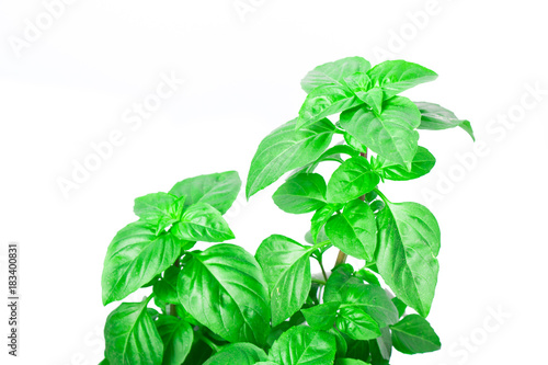 Fresh green Basil herb leaves isolated on white background. Basilicum plant concept. Copy space.