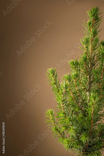 Small fir on abstract brown...