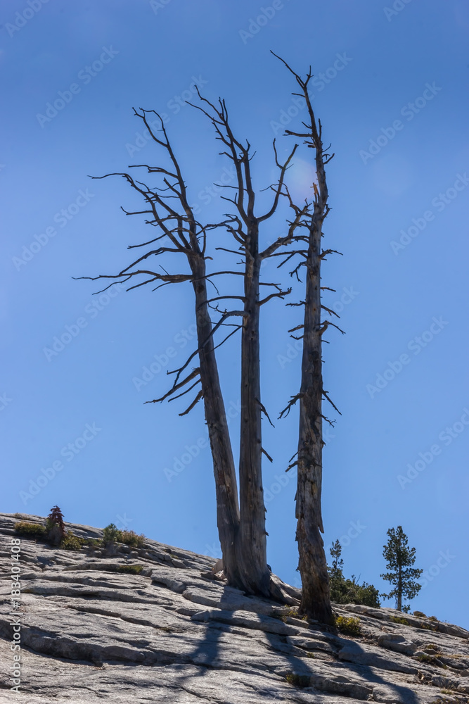 Dead tree 