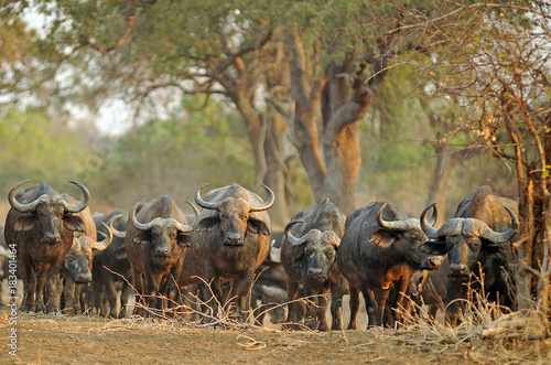 Sambia South Luangwa 2010 Buffalo Büffel Bull photo