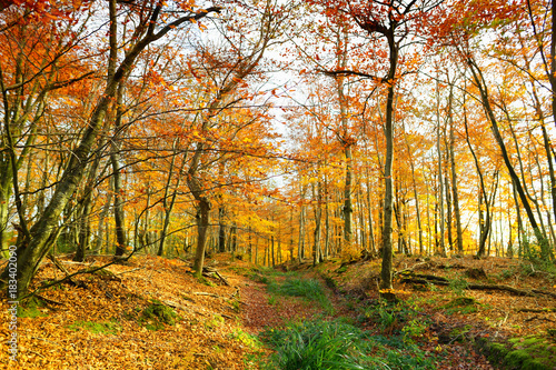 Autumn forest of Dartmoor National Park, a vast moorland in the county of Devon, in southwest England.