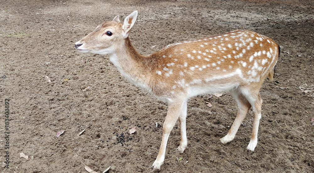Beautiful deer fawn standing in a natural habitat Beautiful deer fawn standing in a natural habitat
