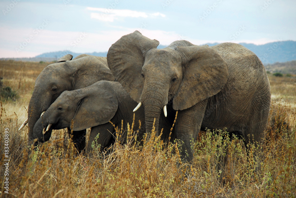 Obraz premium Tansania Ruaha 2007 Elefant Elephant