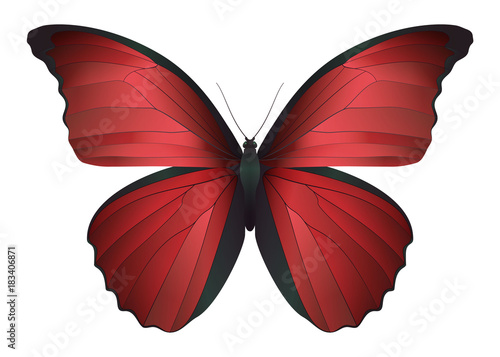 Beautiful butterfly isolated on a white background
