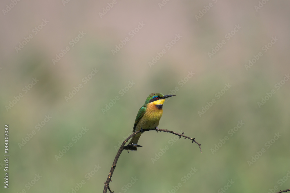 Little Bee-eater