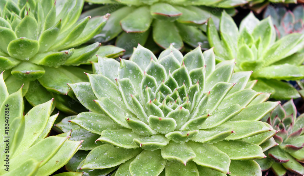 beautiful succulent plant in greenhouse beautiful succulent plant in greenhouse