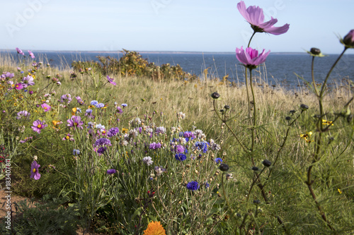 Fotografía Blooming wildflowers on coastline of Prince Edward Island, Canada