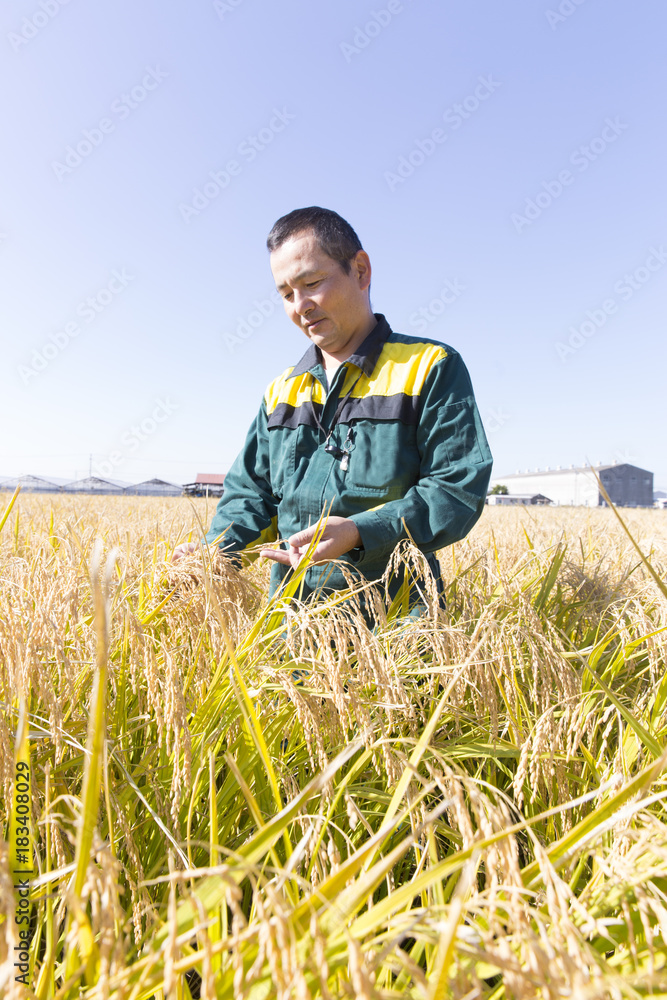 Rice farmer male Rice farmer male