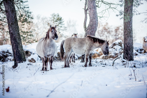 The herd of Polish conies against the background of a winter snow forest photo