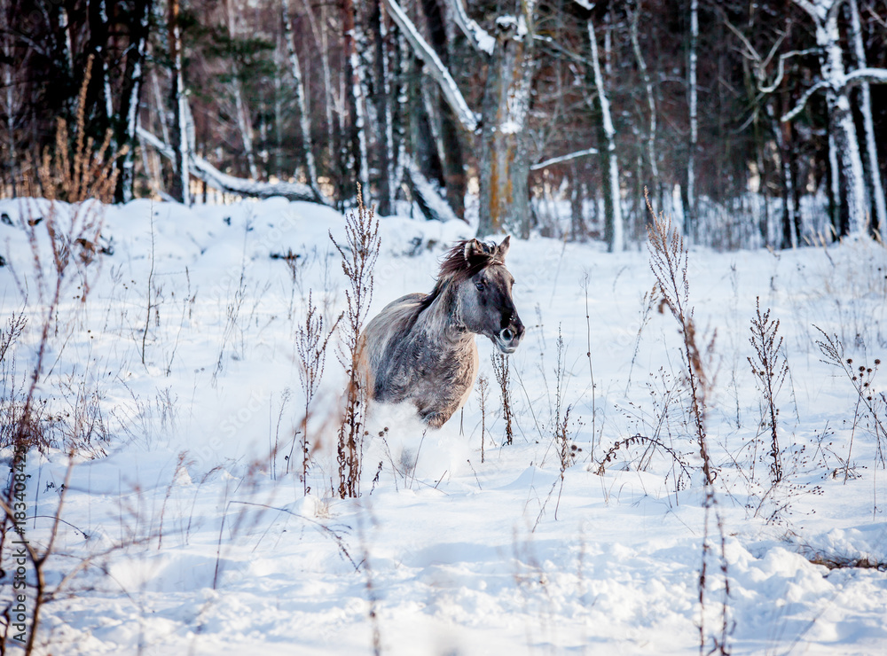 Stallion of the Polish conic runs through the winter snow forest Stallion of the Polish conic runs through the winter snow forest