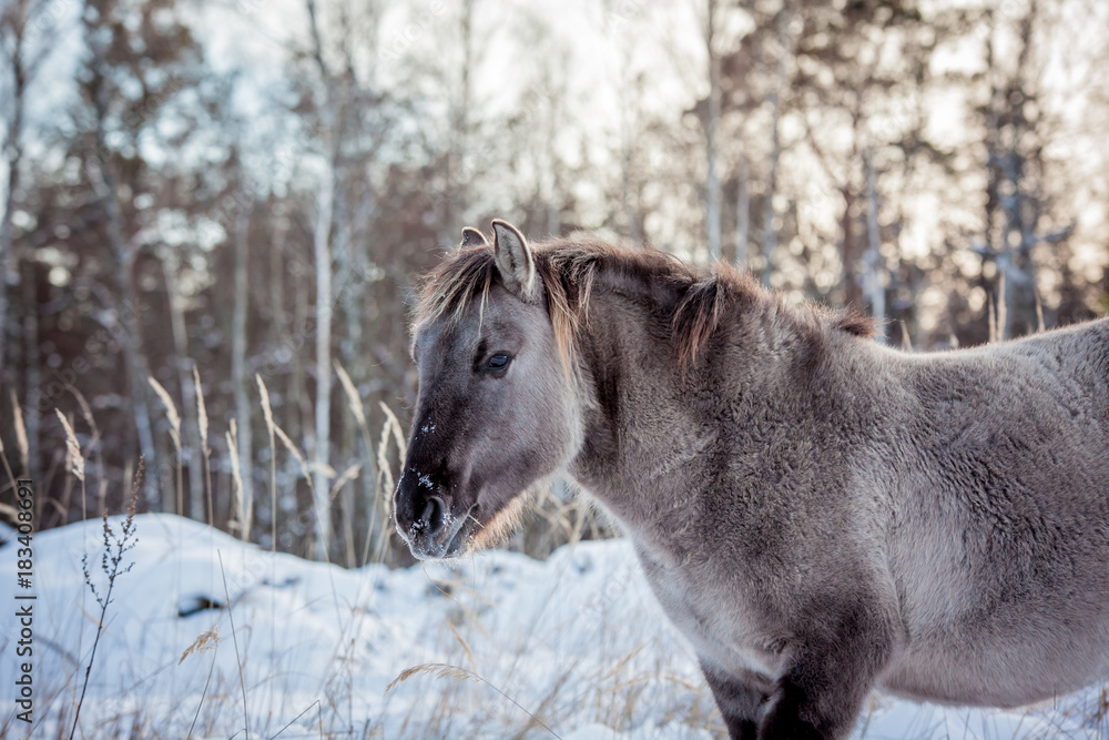 Fototapeta premium Horse of the breed Polish konik pose for portrait in winter against the background of snow