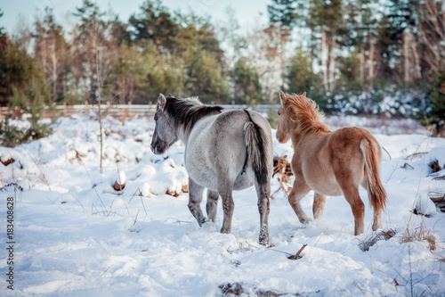 The herd of Polish conies against the background of a winter snow forest