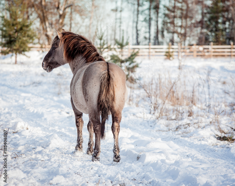 Horse of the breed Polish konik pose for portrait in winter against the background of snow Horse of the breed Polish konik pose for portrait in winter against the background of snow