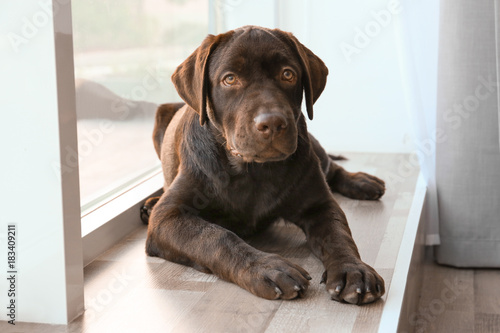 Fototapeta Naklejka Na Ścianę i Meble -  Chocolate labrador retriever near window at home
