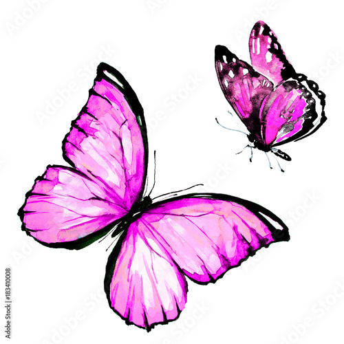 pink butterfly, watercolor, isolated on a white