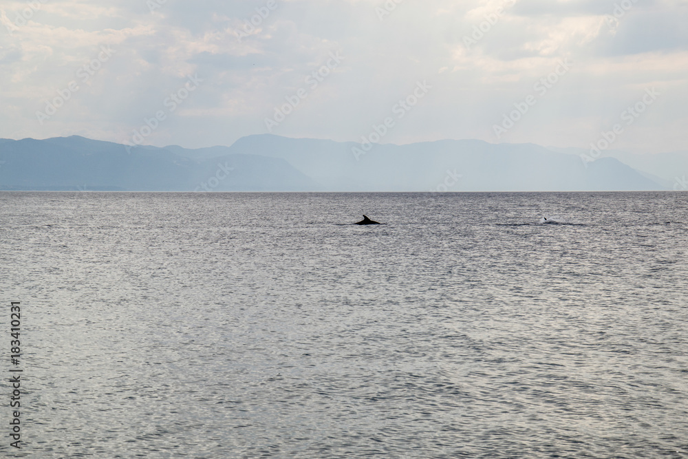 dolphins in the Aegean Sea