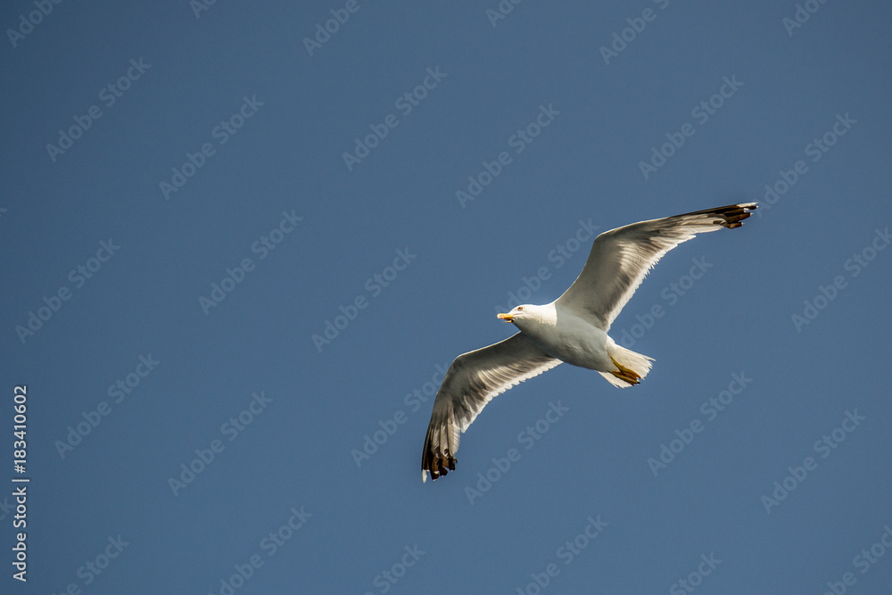 Naklejka premium One seagull flying in the blue sky