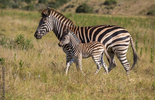 Mother Zebra and Her Foal © Duncan Noakes