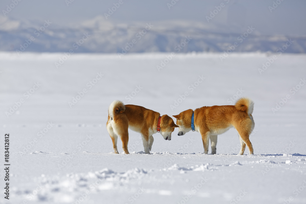 雪原の柴犬 雪原の柴犬