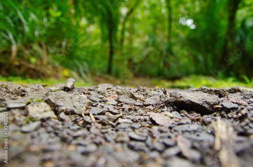 Close up view of the ground, blurred jungle in the background.