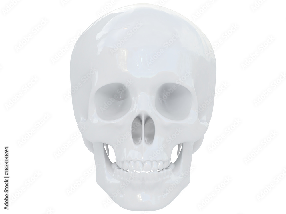 white full body skeleton side view 3d rendering white full body skeleton side view 3d rendering