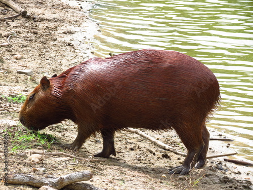 Capibara out of water in the side of a river with wet hair