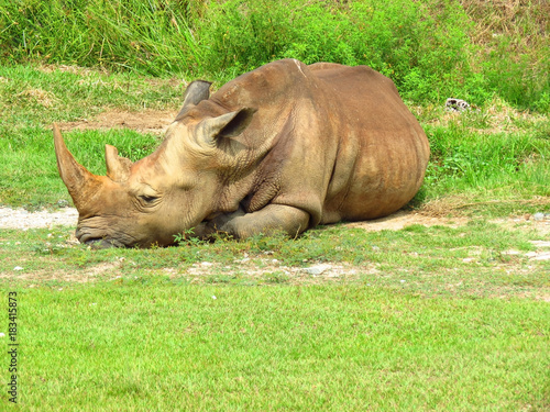 Rhino resting or sleeping in the grass with his horn