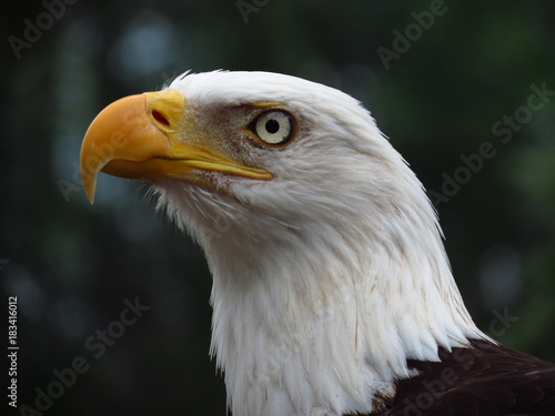 Eagle bald head from united states with a blurry background