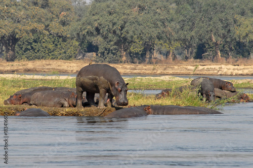 Simbabwe Mana Pools Zambesi 2010 Hippo Nilpferd