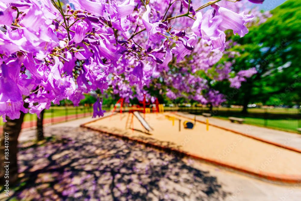 Macro closeup of jacaranda flowers next to a playground