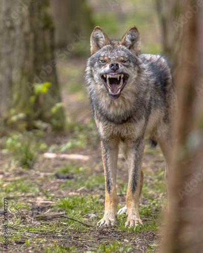 Agressive European grey Wolf