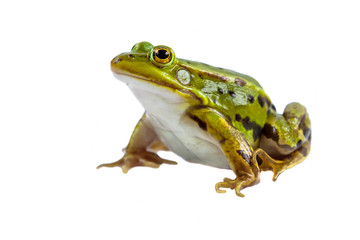 Wandcirkels Kikker Mannelijke poelkikker geïsoleerd wit  © creativenature.nl