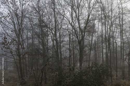 Early winter morning fog in the woods