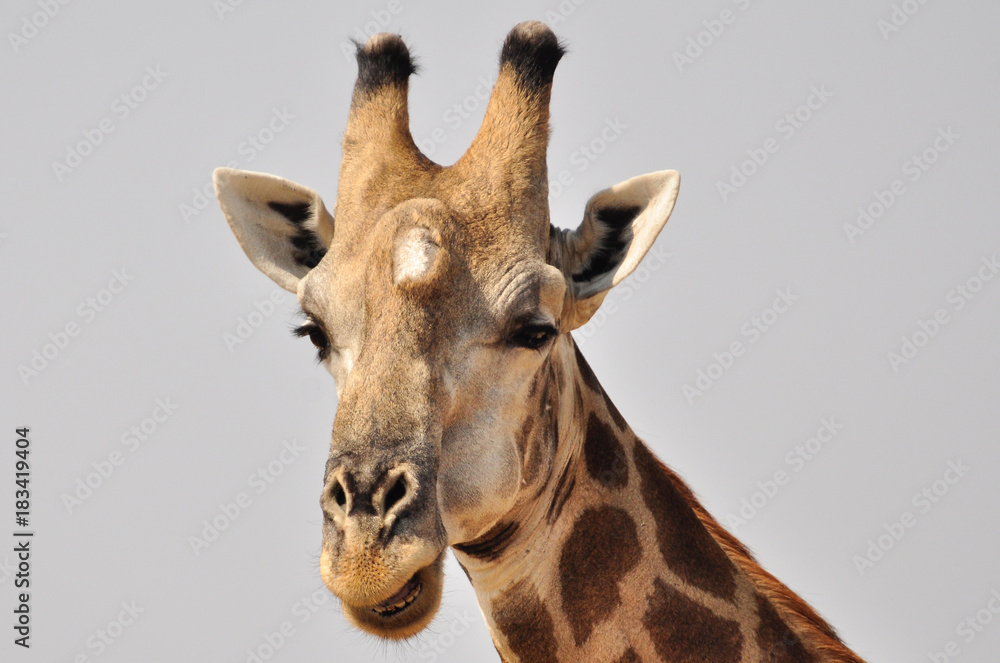 Botswana Moremi 2016 Giraffe 
