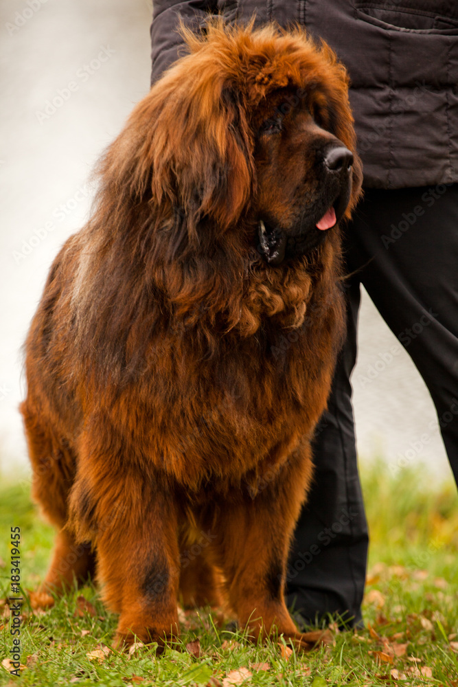 Fototapeta premium Tibetan Mastiff dog Moscow Street