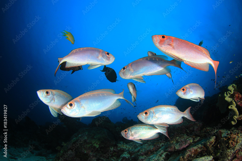 Naklejka premium Fish coral reef ocean underwater