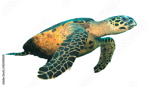 Hawksbill Sea Turtle isolated on white background