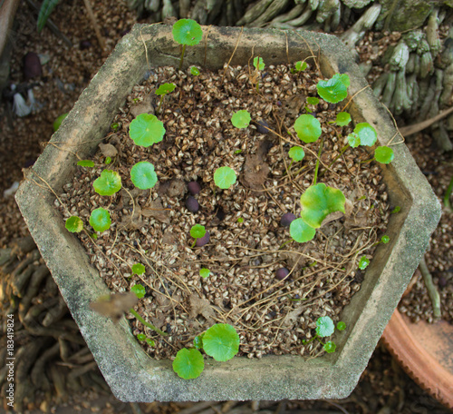 Centella asiatica growing potted concrete hexagonal