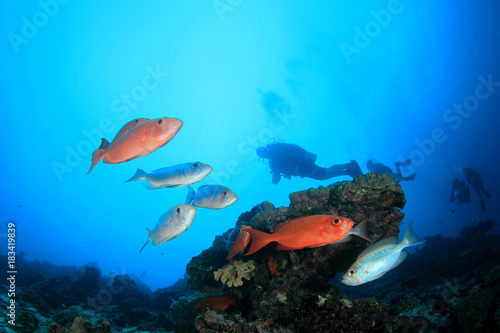 Scuba dive coral reef and fish