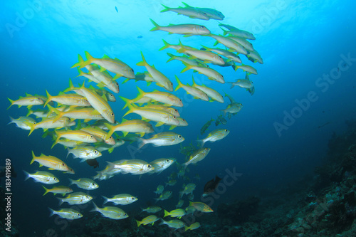 Fish coral reef ocean underwater