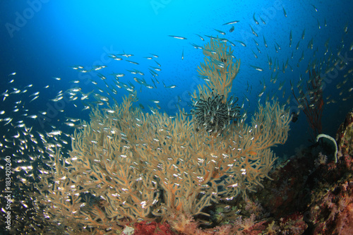 Coral reef underwater in ocean with fish