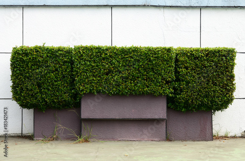 Trimmed hedge outside a white wall