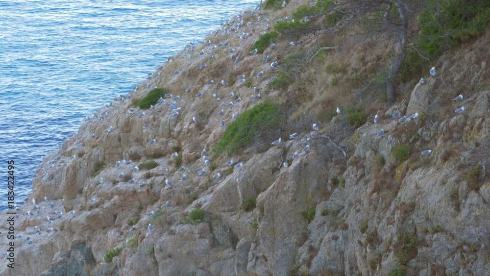 Colony of yellow legged gulls (Larus michahellis) on the cliff Colony of yellow legged gulls (Larus michahellis) on the cliff