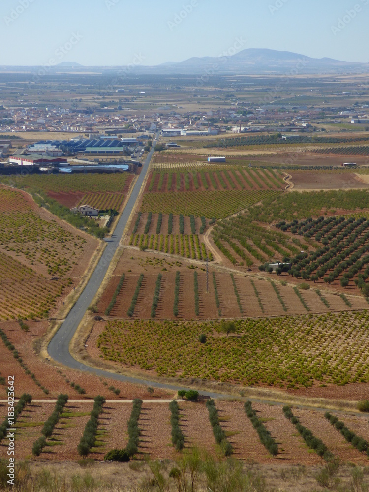 Campos de olivos en Jaen (Andalucia, España)