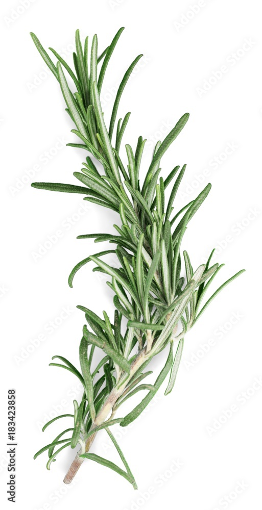 Rosemary Sprig Isolated