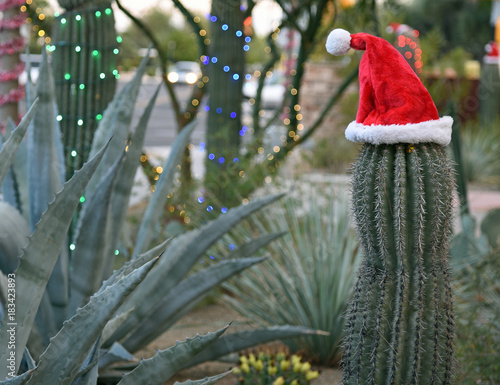 Saguaro-Kaktus mit einer Weihnachtsmannmütze in einem Wüsten-Garten photo