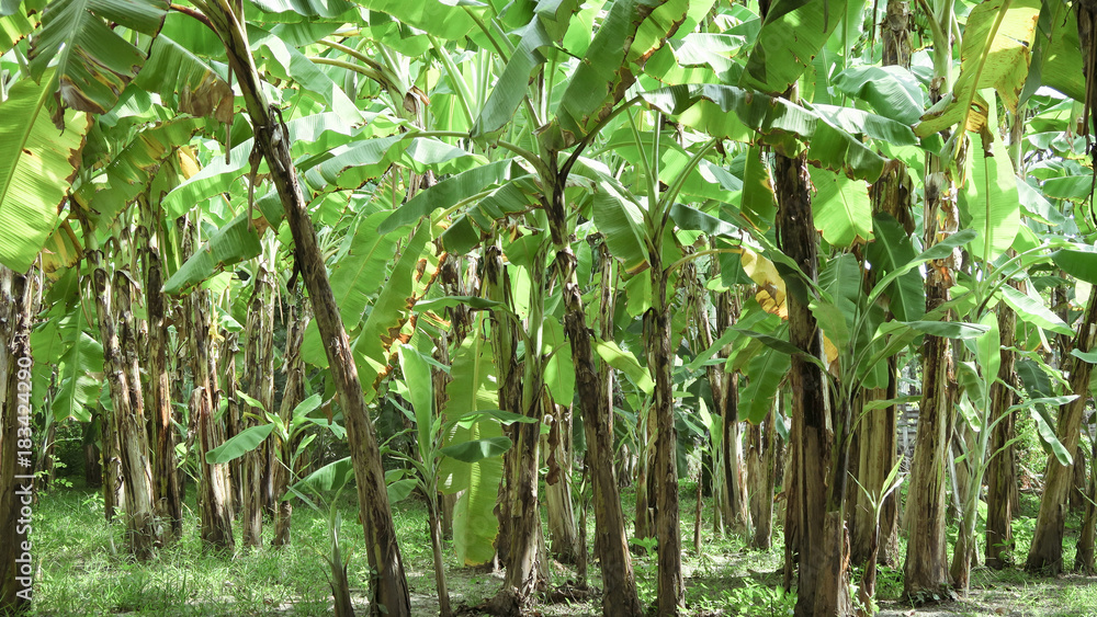 Naklejka premium Banana Plantation,Banana farming in thailand