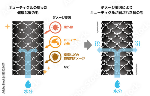 健康な髪の毛とダメージを受けた髪の毛の拡大比較図