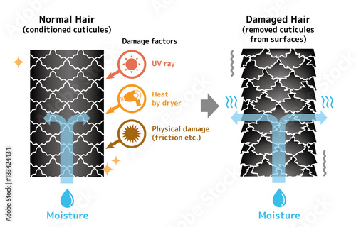 Comparison illustration of healthy hair and damaged hair. 